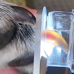 Sicheres Nägelschneiden für Ihren Hund zu Hause, ohne Stress