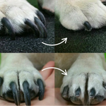 Sicheres Nägelschneiden für Ihren Hund zu Hause, ohne Stress