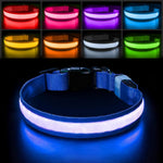 Glow LED Hundehalsband | Sicherheit im Dunkeln