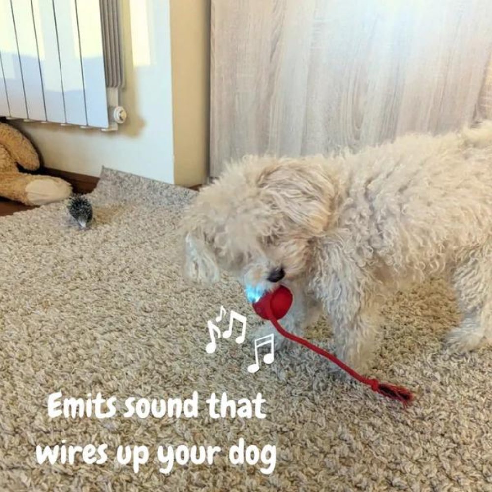 Hundespielzeug – Rollender Ball – Mit Leuchtdesign – Für Hunde