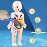 Lernspielzeug Anatomie – Mit Abnehmbaren Körperteilen – Fördert Anatomiekenntnisse