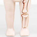 Lernspielzeug Anatomie – Mit Abnehmbaren Körperteilen – Fördert Anatomiekenntnisse