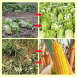 Wildschweinabwehrgerät – Solarbetrieben – LED-Lichter – Für Garten und Hof