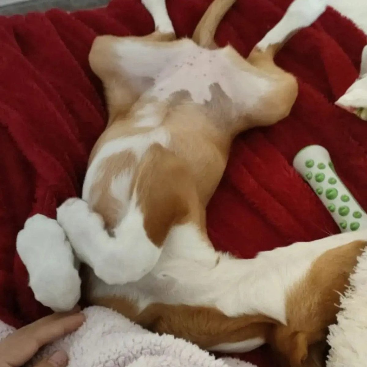 Beruhigungsspielzeug für Hunde – Stressabbau – Interaktives Spielzeug