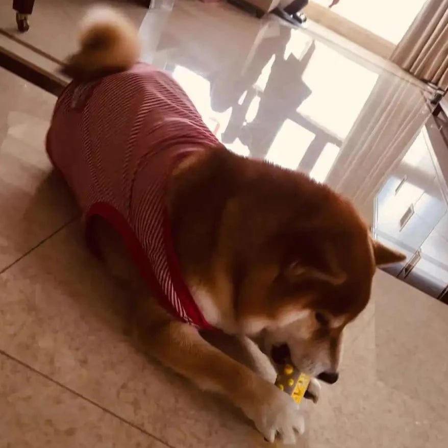 Beruhigungsspielzeug für Hunde – Stressabbau – Interaktives Spielzeug